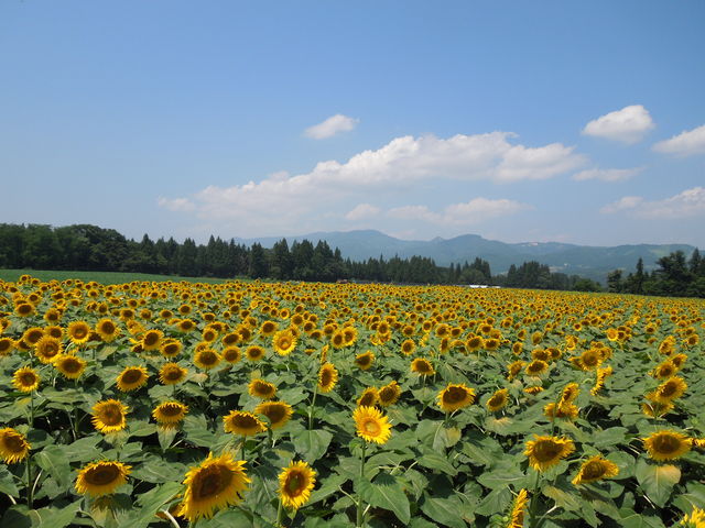 �Ђ܂�蔨_�Ó�Ђ܂��L��