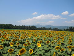 kichi̒ÓЂ܂Lւ̓eʐ^1