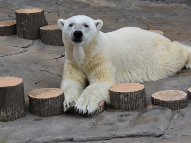 �L�����f�B���񌳋C�łȂ���ł��B_�~�R������