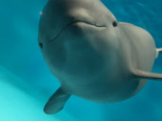 宮島水族館 みやじマリン アクセス 営業時間 料金情報 じゃらんnet