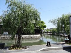 キヨさんの柳川の柳の投稿写真1
