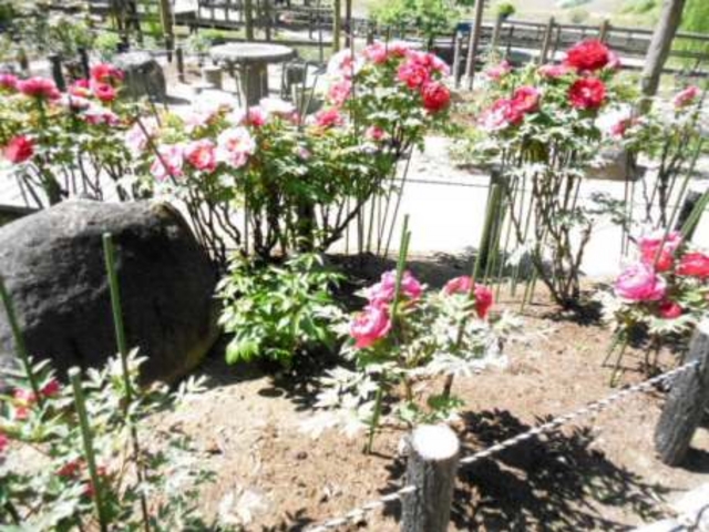 �S��������T���n�߂�����_�������ӂ̂₷�炬�p�[�N