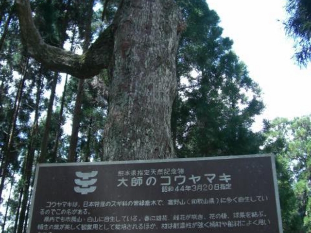 JOE����̑�t�̃R�E���}�L�̓��e�ʐ^1