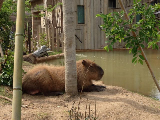 �������ȓ�����_�Ƃ������