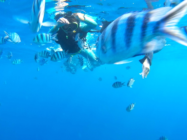 �V���m�[�P�����O���i_�V�[���o�[�Y����