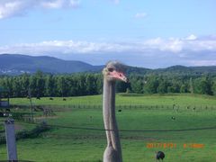 �I�����W��D������̃j�Z�R��Q�L�������傤�q��ւ̓��e�ʐ^1