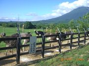 IWD̃jZRQL傤q̓eʐ^2