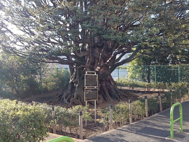 �x����̋��א�@�̃V�C�̓��e�ʐ^1