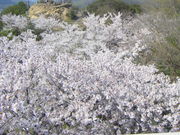 kenkeňÏR̍̓eʐ^1