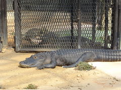 ^񂳂̔Moiijւ̓eʐ^1