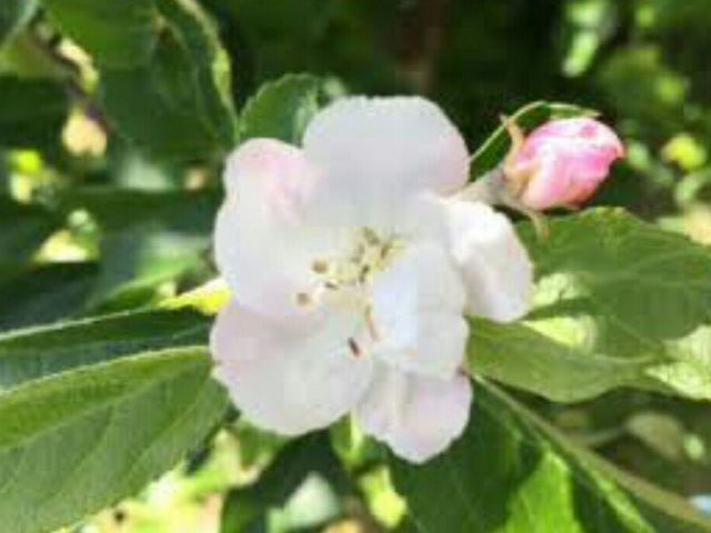 ���C����̏㍡��̂�񂲂̉Ԃ̓��e�ʐ^1