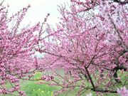 ���C����̒���s�̓��̉Ԃ̓��e�ʐ^1