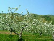 ���C����̒���s�̂�񂲂̉Ԃ̓��e�ʐ^1