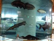 �l�h�m�`�l�h����̏o�̎R�W���������ق̓��e�ʐ^1