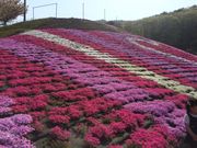 ݂񂳂̃WsAhЂ炽V̓eʐ^1