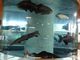 ＭＩＮＡＭＩさんの出の山淡水魚水族館の投稿写真1