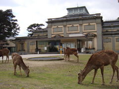 鹿がブラブラしてます_奈良国立博物館