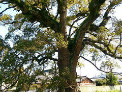 ��߂���̔����_�Ђ̃N�X�m�L�ւ̓��e�ʐ^1