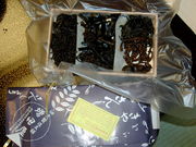 KAZZ̎Rؒώρ@c̓eʐ^1