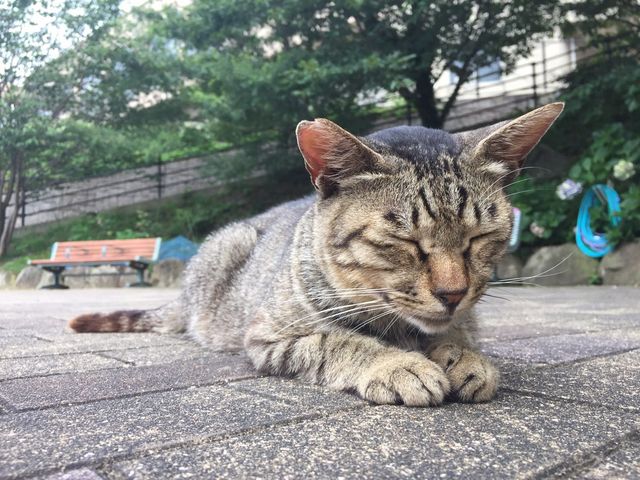 ��Y�V�哰�̏�̍���ł��낮�ɂ�񂱁B_��Y�V�哰