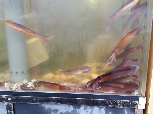 �X�O�ɂ��鐅���ŉj���C�J_���ْ��s