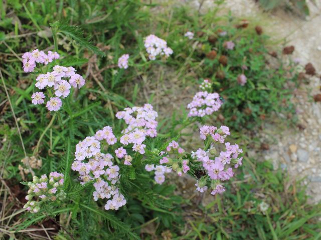 ���ȉԂ��炢��_�\�斦�C��