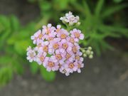 mado114̃bJԉ̓eʐ^1