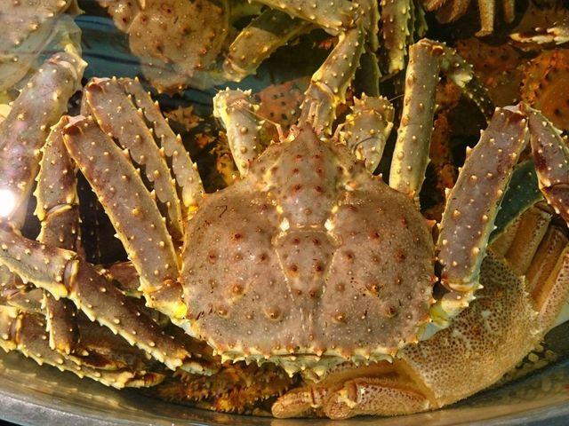 ���^���o_�a���s��