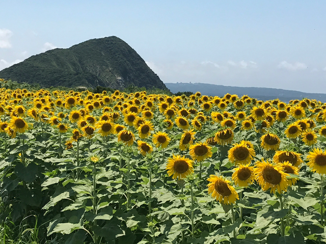 ��߂���̋��ÃP������̓��e�ʐ^1