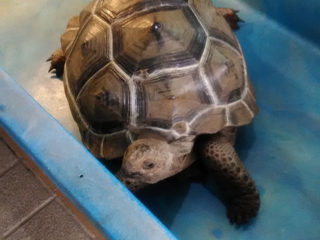 入口にいたリクガメ_かすみがうら市水族館