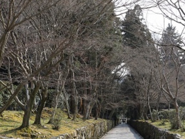 琴坂_興聖寺の琴坂