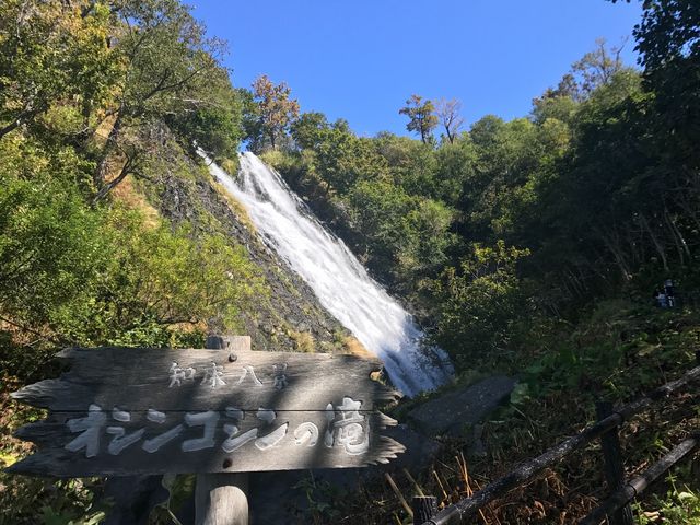 yIVRV̑zV̒̒_IVRV̑