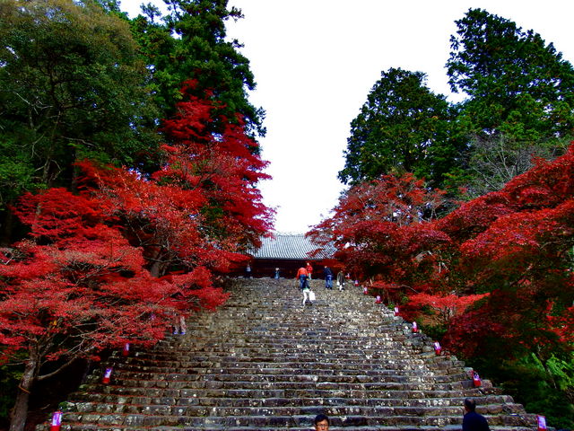 見事な紅_神護寺
