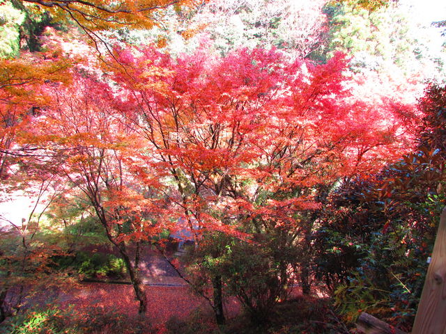 nyao̔ÕQ_Ђ̍gt̓eʐ^2