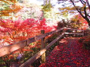 nyao̔ÕQ_Ђ̍gt̓eʐ^3