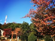 ۂ񂳂̓_ЁiʐVc`V{j̓eʐ^1