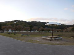 下松スポーツ公園 コスモスの口コミ一覧 じゃらんnet