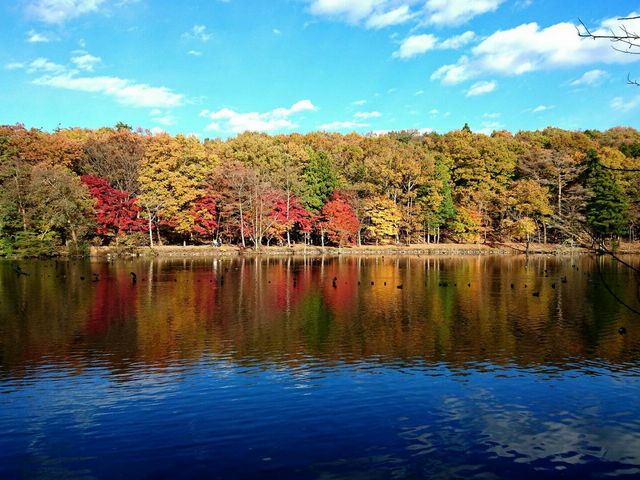 湖面の紅葉_井頭公園