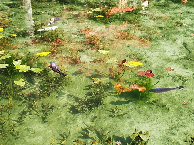 �X�}�z�ł��G�݂����ɎB��܂����I_���l�̒r�@�򕌌�