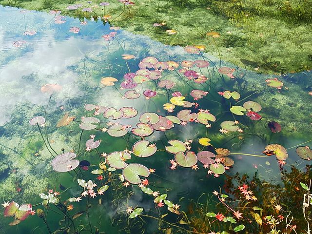 ���ʂɕ����Ԃ��݂��̗t�Ɖf�����_�����ꂢ�I_���l�̒r�@�򕌌�