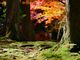 zunzuさんの西明寺の紅葉の投稿写真1