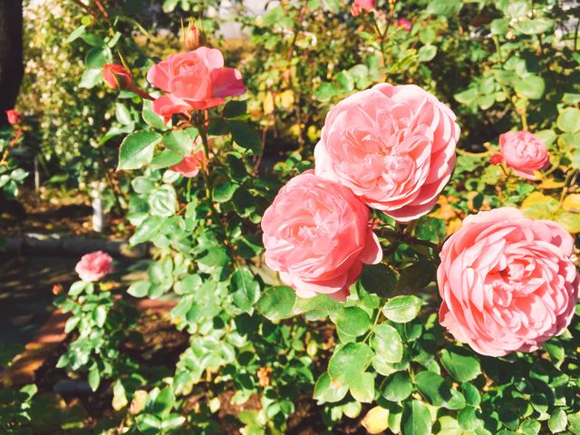 ���ꂢ_�P�H�΂牀