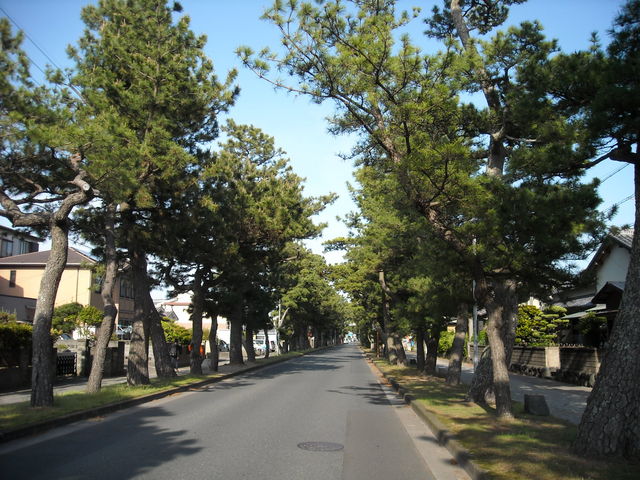 旧東海道松並木（静岡県浜松市）の写真一覧 - じゃらんnet