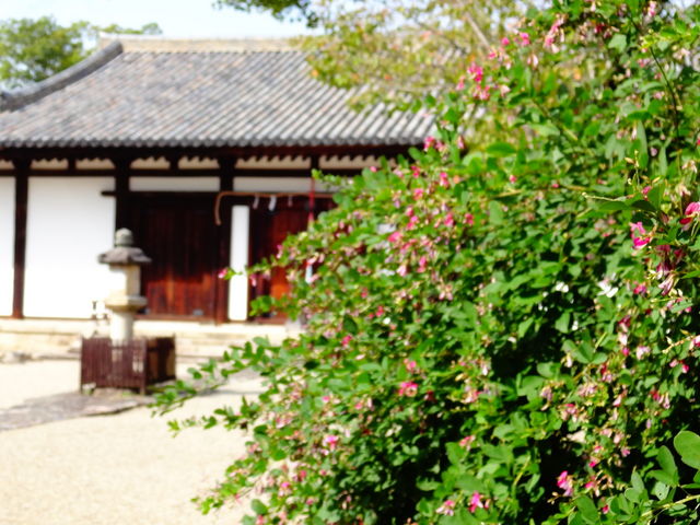 ���ǁ[����̐V��t���̔��̓��e�ʐ^1