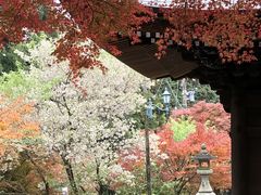 豊橋のもみじ寺 普門寺の写真一覧 じゃらんnet