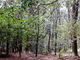 しどーさんのナギ樹林の投稿写真1