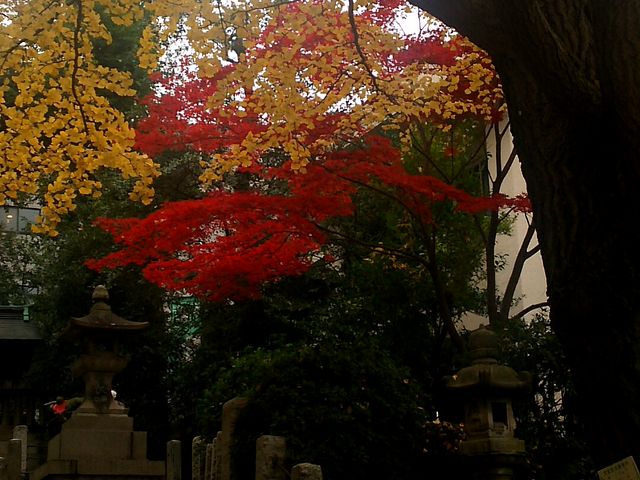 ��{�����̊K�i���~���ƁA�g�t�Ƌ�ǂ̍g�t���Y��ł�����_���Ð_��