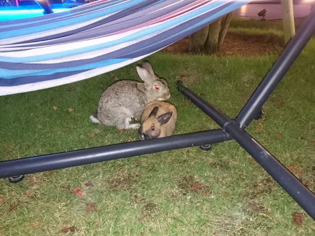 ɓC̃ETM̐eq܂_LCɒ@|iCIV̏h@@앗O