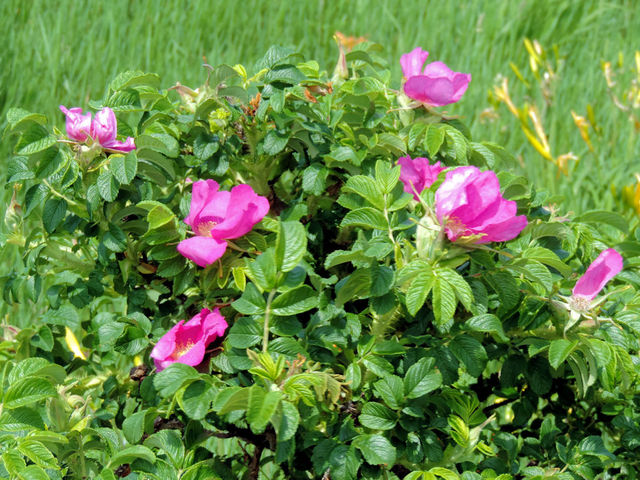 �n�}�i�X_�����ԉ��q��