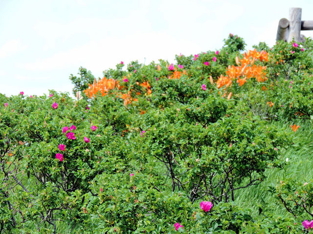 �炫����邢�낢��ȉԁX_�����ԉ��q��